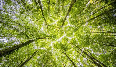 green-got - © Felix Mittermeier / Pexels - grandparisdurable.org
